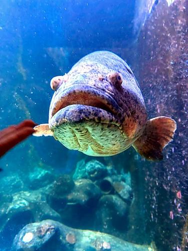 aquario (1)