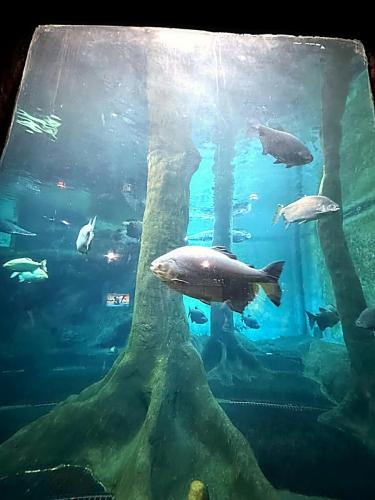 aquario (39)