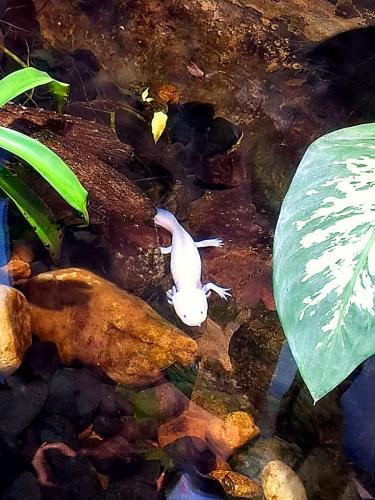 aquario (5)
