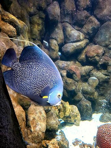 aquario (6)