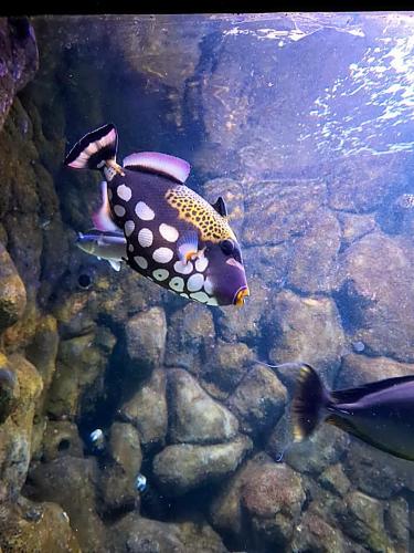 aquario (7)